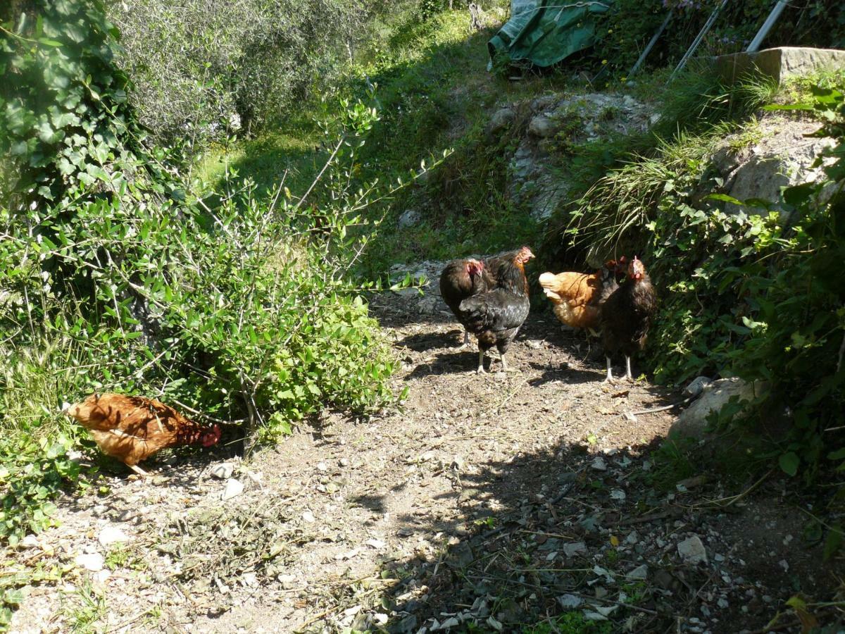 La Ferme Des Cailletiers Chez Marco Vila Lucéram Exterior foto